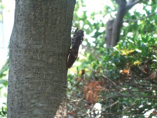 鳴かぬ蝉1