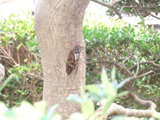 鳴かぬ蝉3