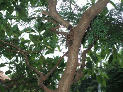 鳴かぬ蝉2