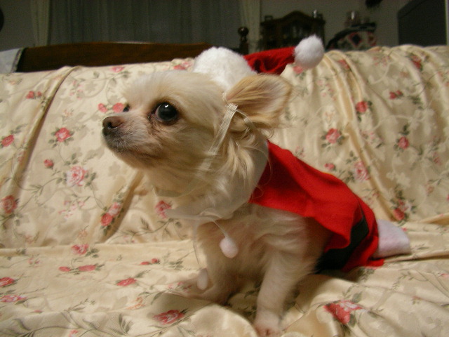 サンタのモモちゃん_20081221_18:15