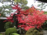 妙心寺もみじ