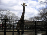 キリン立ち姿