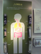 だんめん