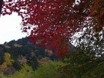 秋山