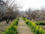 神崎緑地公園&神崎梅園