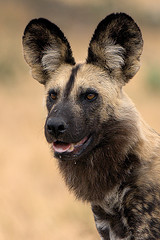 wild dog