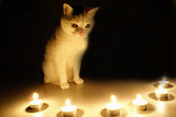 �ȥ��ƥ����ɥͥ�