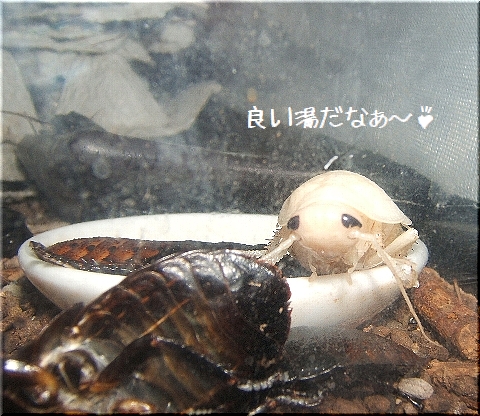 良い湯だなぁ(1)