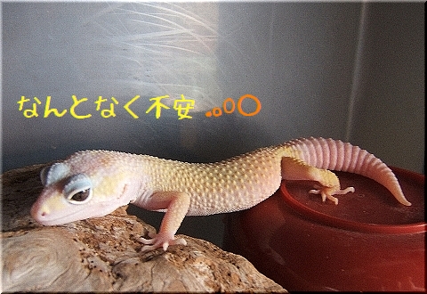 姫ちゃん、有り難う(1)