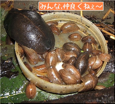�����ҥ��Τ������ʣ���