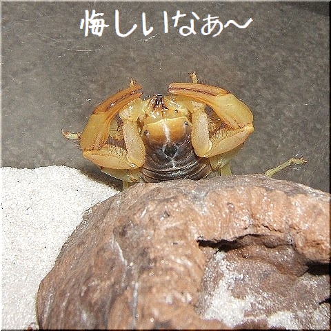 �ޡ������εս��ʣ���