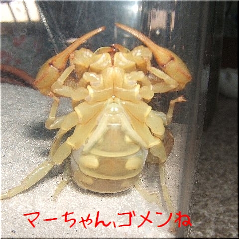 �㤯�ʤ�ޡ�������1��