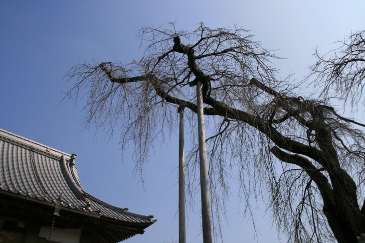 �ޤ줽���Ǥ�����