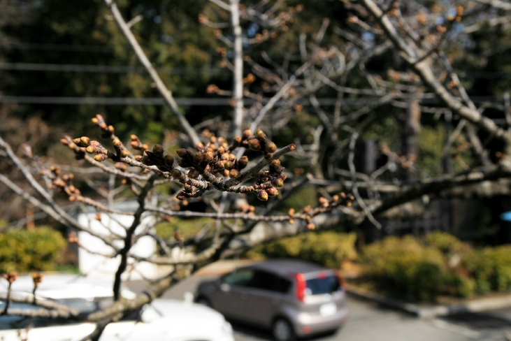 桜の蕾です