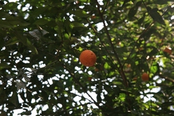 �椺��