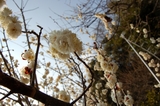 ume
