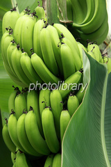 �Хʥ�