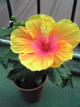 hibiscus