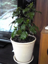 hibiscus2