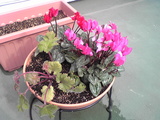 cyclamen