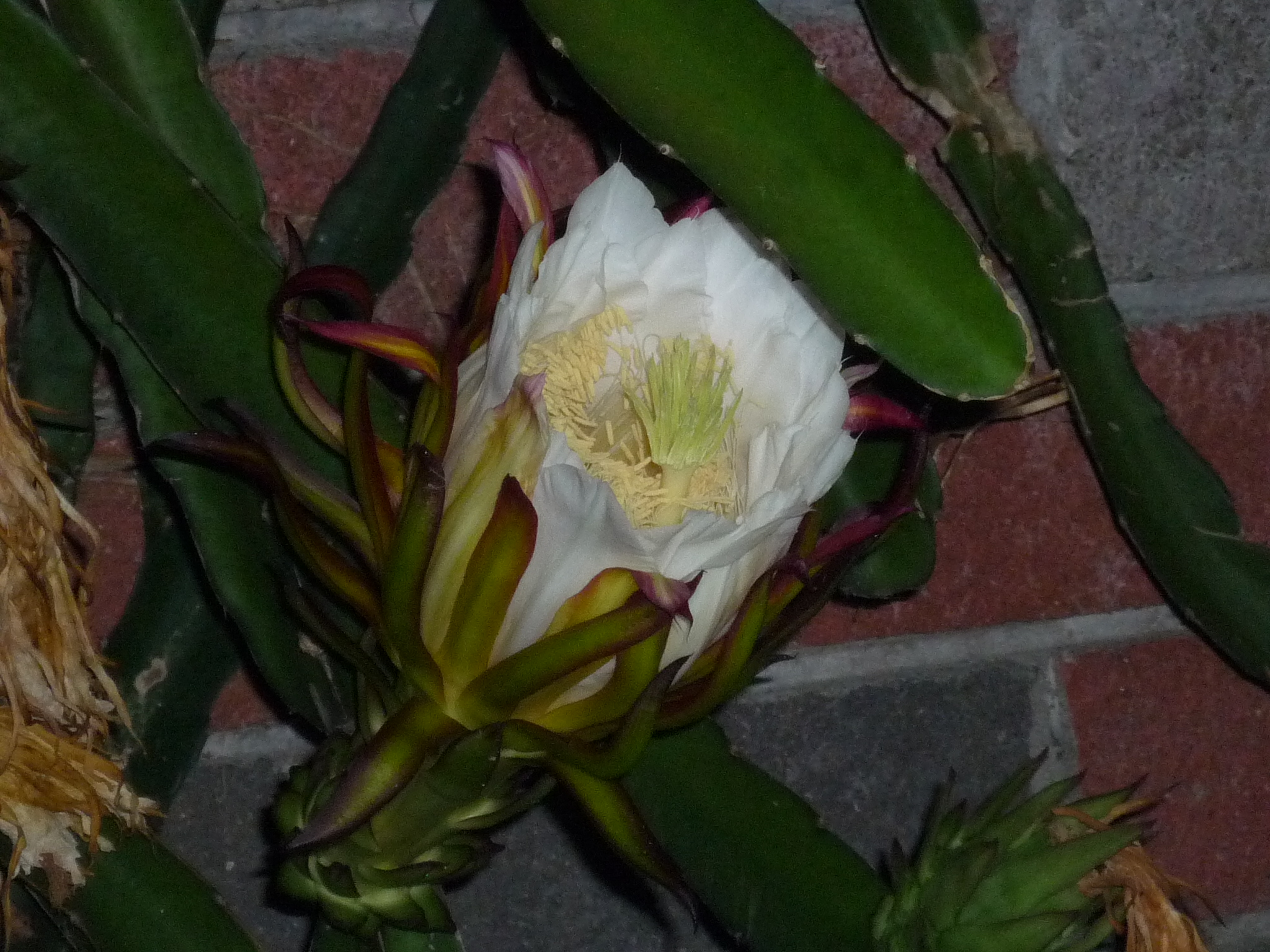P1030173