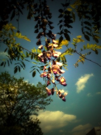 iPhone + ToyCamera + CameraKit��ƣ��