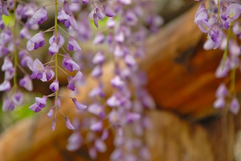 Nikon D60 + TAMRON 18-270mm F3.5-6.3�������ƣ��