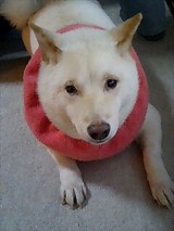 マル