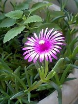 ベランダの花