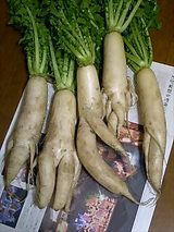 大根2