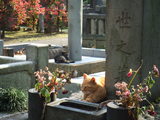 谷中ねこ
