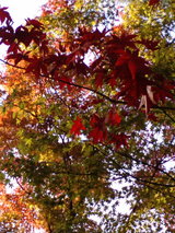 momiji (Eikan do temple)