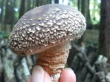 手持ちしいたけ
