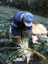 大根抜き
