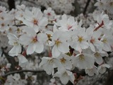 桜 3