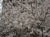 桜 1