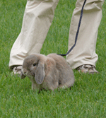 mogu_walk
