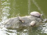 じう