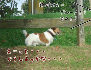 Ǻ¤á¤ë¥Ö¥ë¡¼¥Î