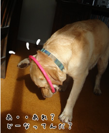 ¥Õ¥ê¥¹¥Ó¡¼£²