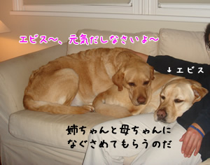 ¸µµ¤¤À¤»¡¼