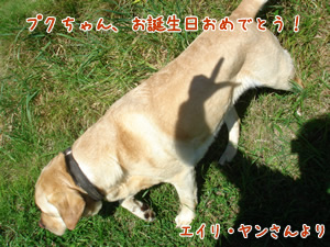 puku¤Á¤ã¤óBD
