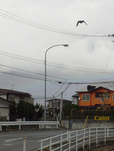 DSC03167