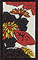 菊