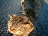 nyanko