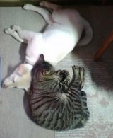 トミカとにゃんこ
