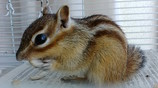 リーちゃん元気です!