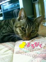 星野あかり