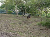 dog lover's serow