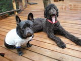 Pension&DogGarden